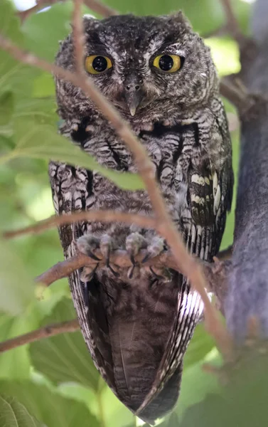 A screech bagoly bujkál a Roost a napfény alatt — Stock Fotó