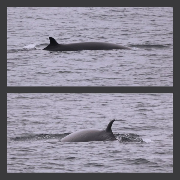 Pohled na velryby z Minke ze dvou různých úhlů — Stock fotografie