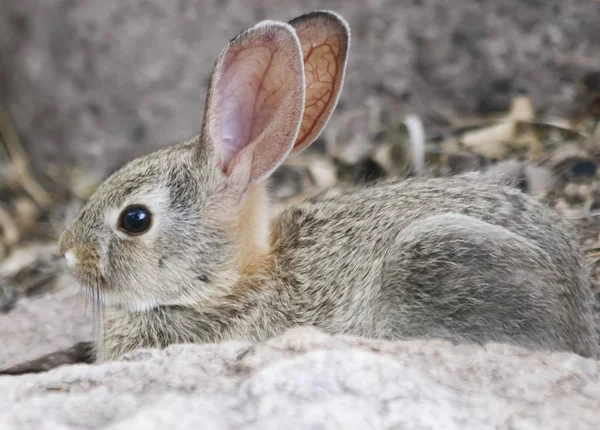 A Baby Desert Cottontail Hiding Behind a Rock — Stock Photo, Image