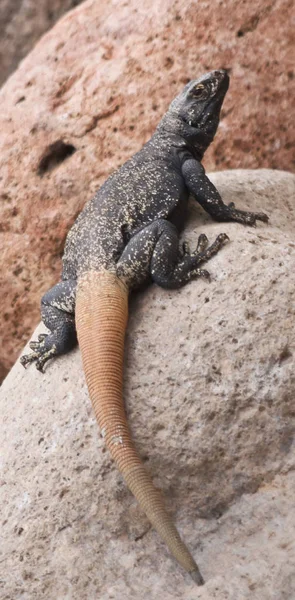 Een close-up van een mannelijke chuckwalla in de woestijn — Stockfoto