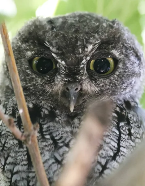 Gün ışığında Tünek üzerinde saklanan bir Screech Baykuş — Stok fotoğraf