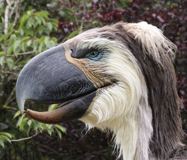 A Phorusrhacos or Terror Bird, Chester Zoo, Cheshire, England, G
