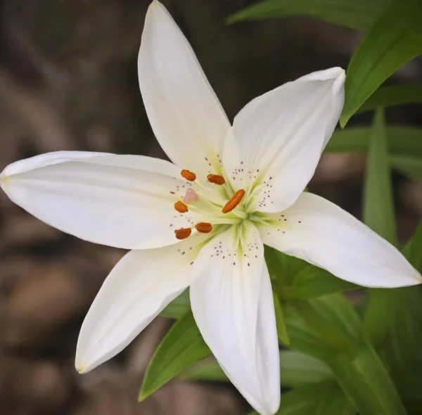 Beyaz Zambak Çiçeğinin Yakın Portresi, Lilium Cinsi — Stok fotoğraf