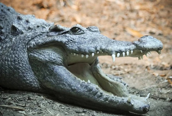 A Close Up of a Crocodile, Jaws Agape — Stock Photo, Image