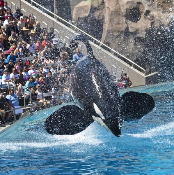 Een dodelijke walvis voert voor een menigte, San Diego, Ca, Usa — Stockfoto