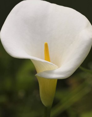 Beyaz Kalla Zambağı 'nın Yakın Portresi, Zantedeschia aethiopica
