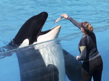 Katil Balina Bir Eğitmenle Sahneye Çıktı, San Diego, Ca, Usa