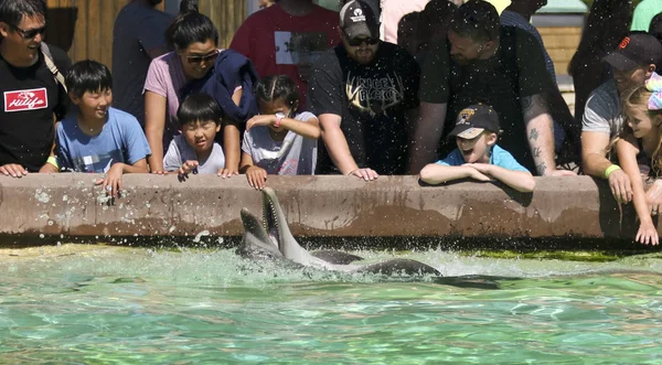 Um golfinho executa para uma multidão, San Diego, CA, EUA — Fotografia de Stock