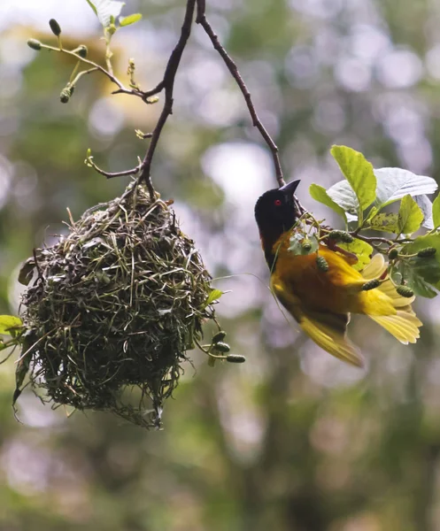 A Village Weaver Bird, Ploceus cucullatus, Sub Saharan Africa — Stock Photo, Image