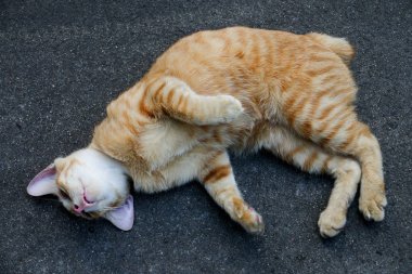 çimento üzerinde yerli kedi
