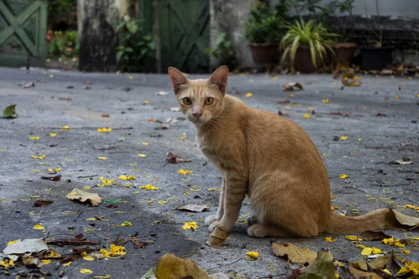 Inhemsk katt på cement — Stockfoto