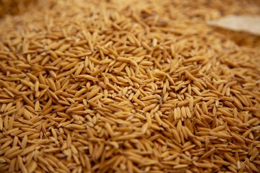 Pirinç tohumu kadar kapatın