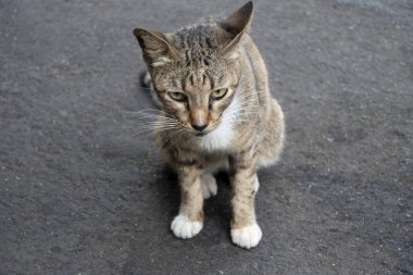 çimento üzerinde yerli kedi