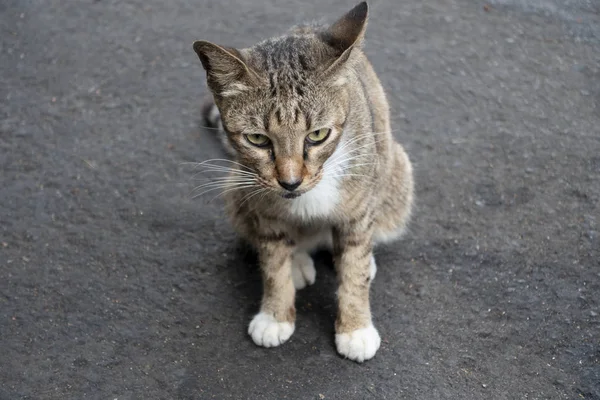 Gato doméstico sobre cemento — Foto de Stock