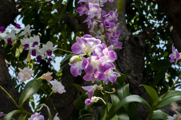 Orchid bloom in garden — стоковое фото