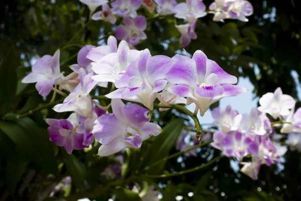 Orchidea fioritura in giardino — Foto Stock