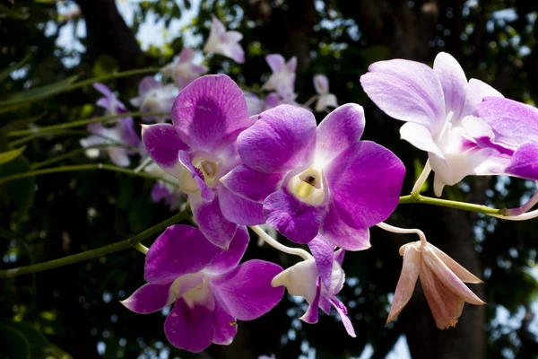 Orchid bloom in garden — стоковое фото