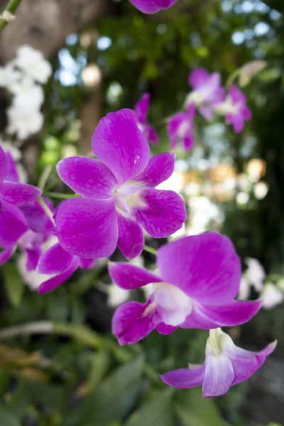 Orchid bloom in garden — стоковое фото