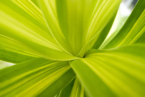 Close-up groene blad natuurlijke achtergrond — Stockfoto