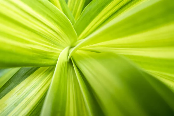 Close-up groene blad natuurlijke achtergrond — Stockfoto