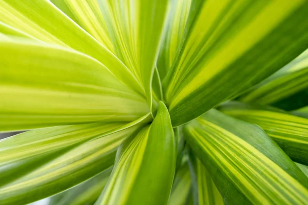Close-up groene blad natuurlijke achtergrond — Stockfoto