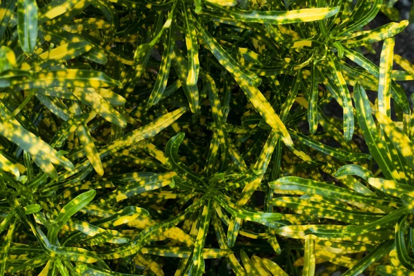 Croton, brokig lagerblad, i sten kruka — Stockfoto