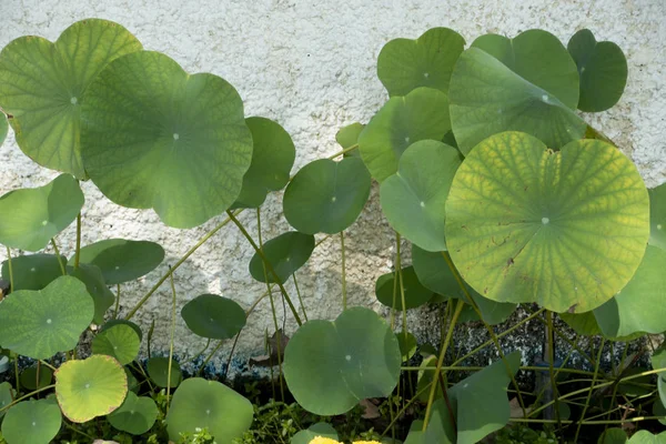 Lotus blad på väggen — Stockfoto