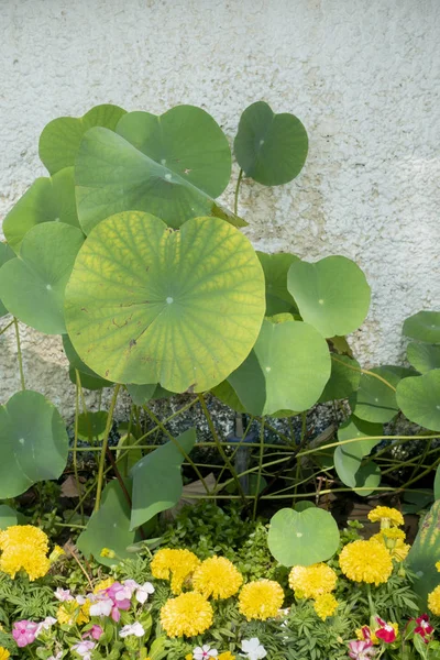 Lotus blad på väggen — Stockfoto