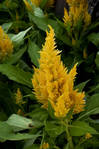 Celosia plumosa sarı çiçek