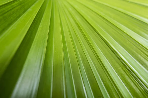Abstract beeld van groene Palm bladeren in de natuur voor de achtergrond — Stockfoto