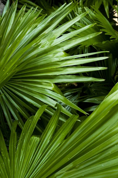 Abstract beeld van groene Palm bladeren in de natuur voor de achtergrond — Stockfoto