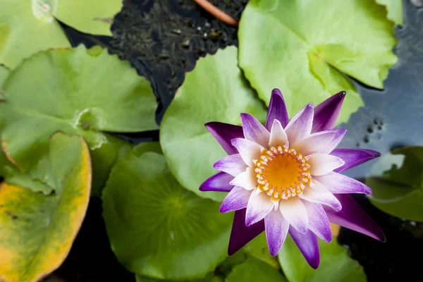 Beautiful lotus flower in pond — Stock Photo, Image