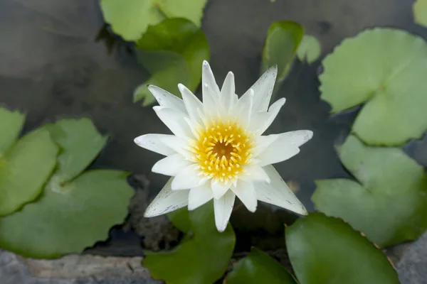 Bela flor de lótus na lagoa — Fotografia de Stock