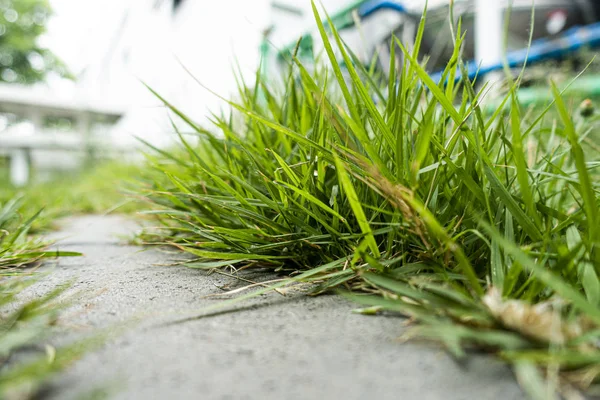 Bliska zasurowane trawy w domu — Zdjęcie stockowe