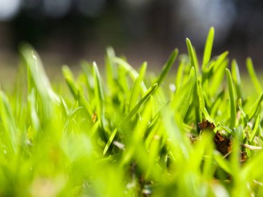 makro bahar yeşil doğa çim