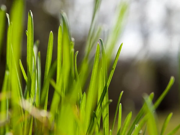 Macro Spring Green Nature Grass — Stock Photo, Image