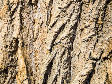 Bir ağaç doku arka plan ağaç kabuğu