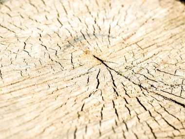 ağaç kütüğü nün eski ahşap dokusu