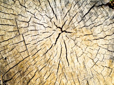 ağaç kütüğü nün eski ahşap dokusu