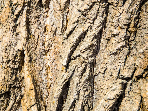 Bir ağaç doku arka plan ağaç kabuğu