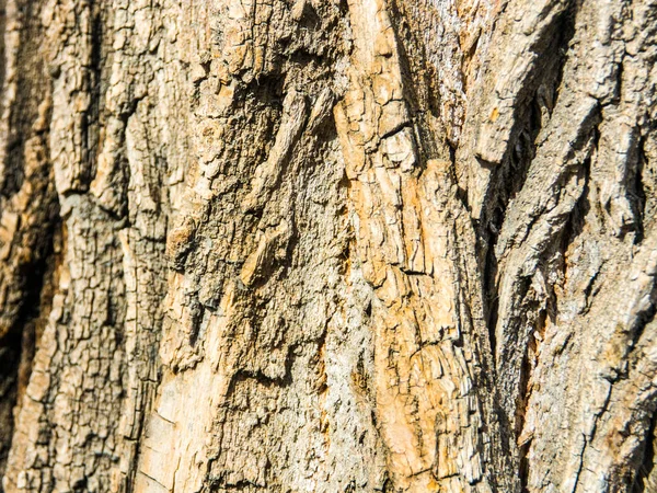 Bir ağaç doku arka plan ağaç kabuğu