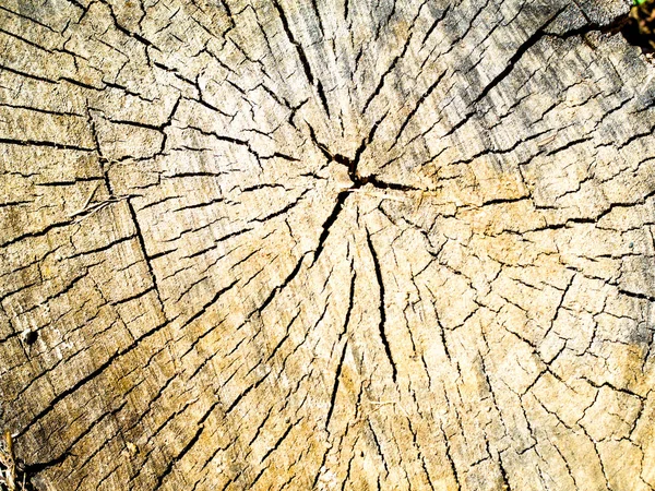 ağaç kütüğü nün eski ahşap dokusu