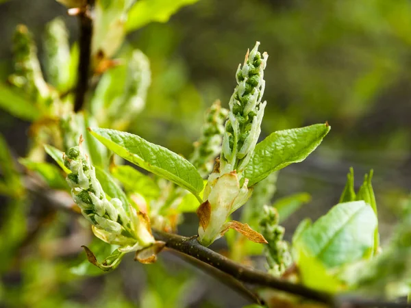 young sprouts of leaves on the tree