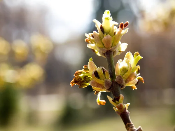 young sprouts of leaves on the tree