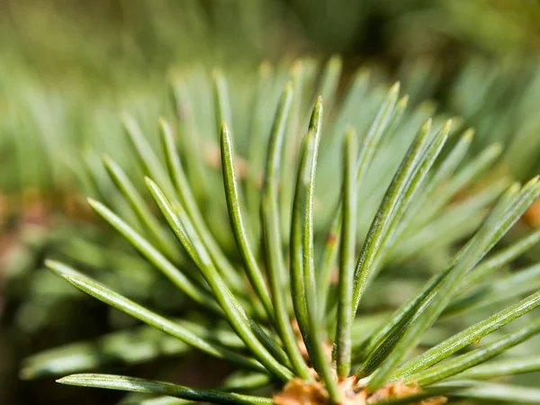 Spruce Träd Nålar Textur Bild — Stockfoto
