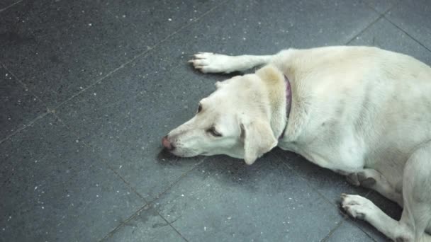 Белая Собака Чувствует Себя Одиноко Улице Большого Города — стоковое видео