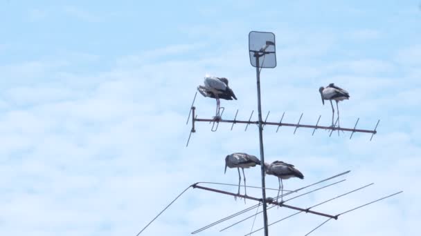 Groupement Cigognes Bec Ouvert Sur Dessus Une Antenne — Video
