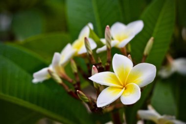 Plumeria çiçek ağaç doğa yaprak 