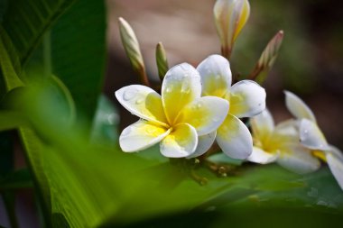 Plumeria çiçek ağaç doğa yaprak 