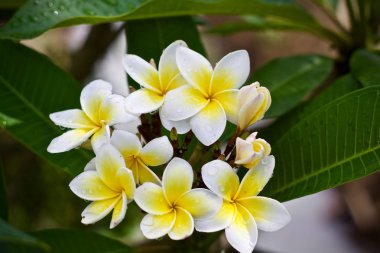Plumeria çiçek ağaç doğa yaprak 